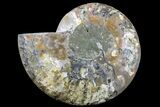 Cut & Polished Ammonite Fossil (Half) - Madagascar #166915-1